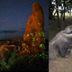 La imagen ganadora del Wildlife Photographer of the Year junto a una foto del oso hormiguero disecado que fue enviada por terceros